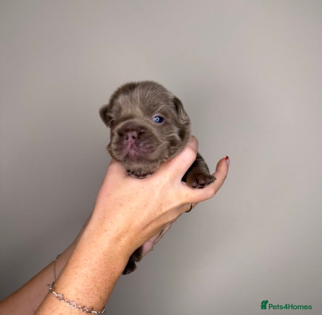 French Bulldog dogs for sale: French bulldog  - Advert 17