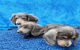 Miniature Dachshund dogs for sale: LONG HAIRED MINI KC REG PRA CLR  - Image 6