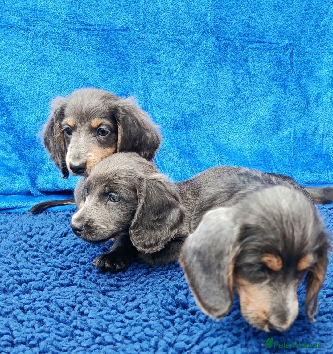 Miniature Dachshund dogs for sale: LONG HAIRED MINI KC REG PRA CLR  - Image 6