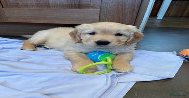 Golden Retriever dogs - Advert 1