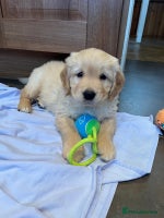 Golden Retriever dogs - Advert 1