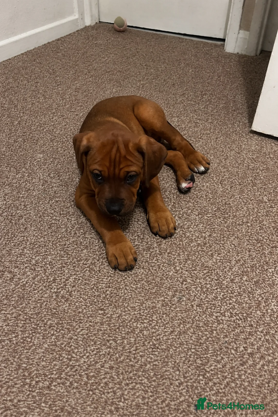 Mixed Breed dogs for sale: Cane Corso Puppy 3 months old  - Advert 2