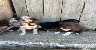 Mixed Breed dogs - Advert 1