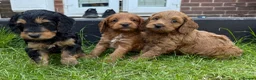 Cockapoo dogs for sale: Beautiful litter of F1 toy cockapoo pups in Ferryhill - Advert 5