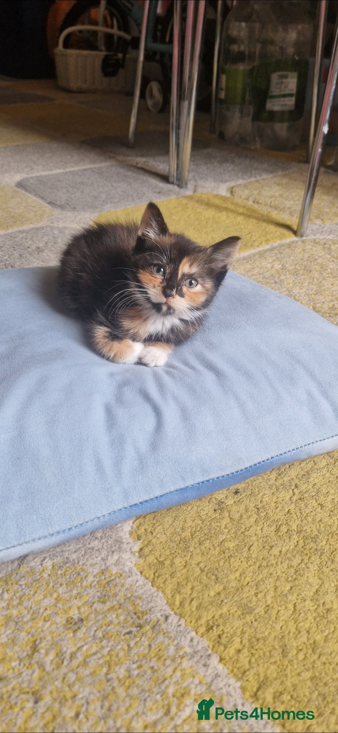 Mixed Breed cats for sale: 4 little kittens(1 taby boy+3 calico girls)  - Image 3
