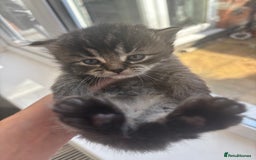 Mixed Breed cats for sale: Beautiful half Persian kittens - Image 18