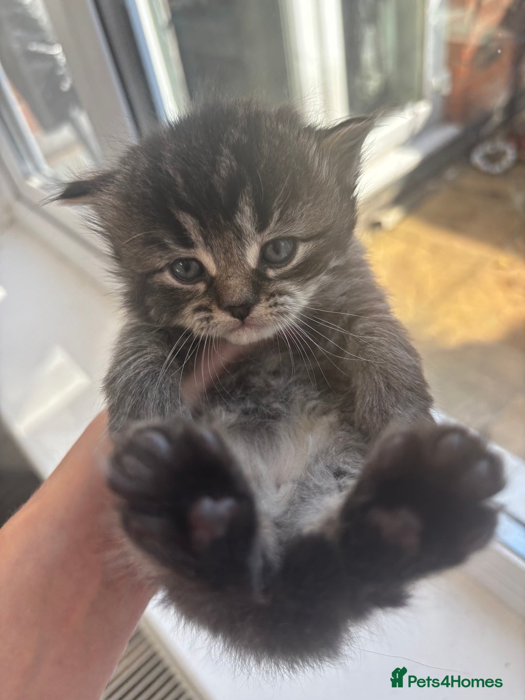 Mixed Breed cats for sale: Beautiful half Persian kittens - Image 18
