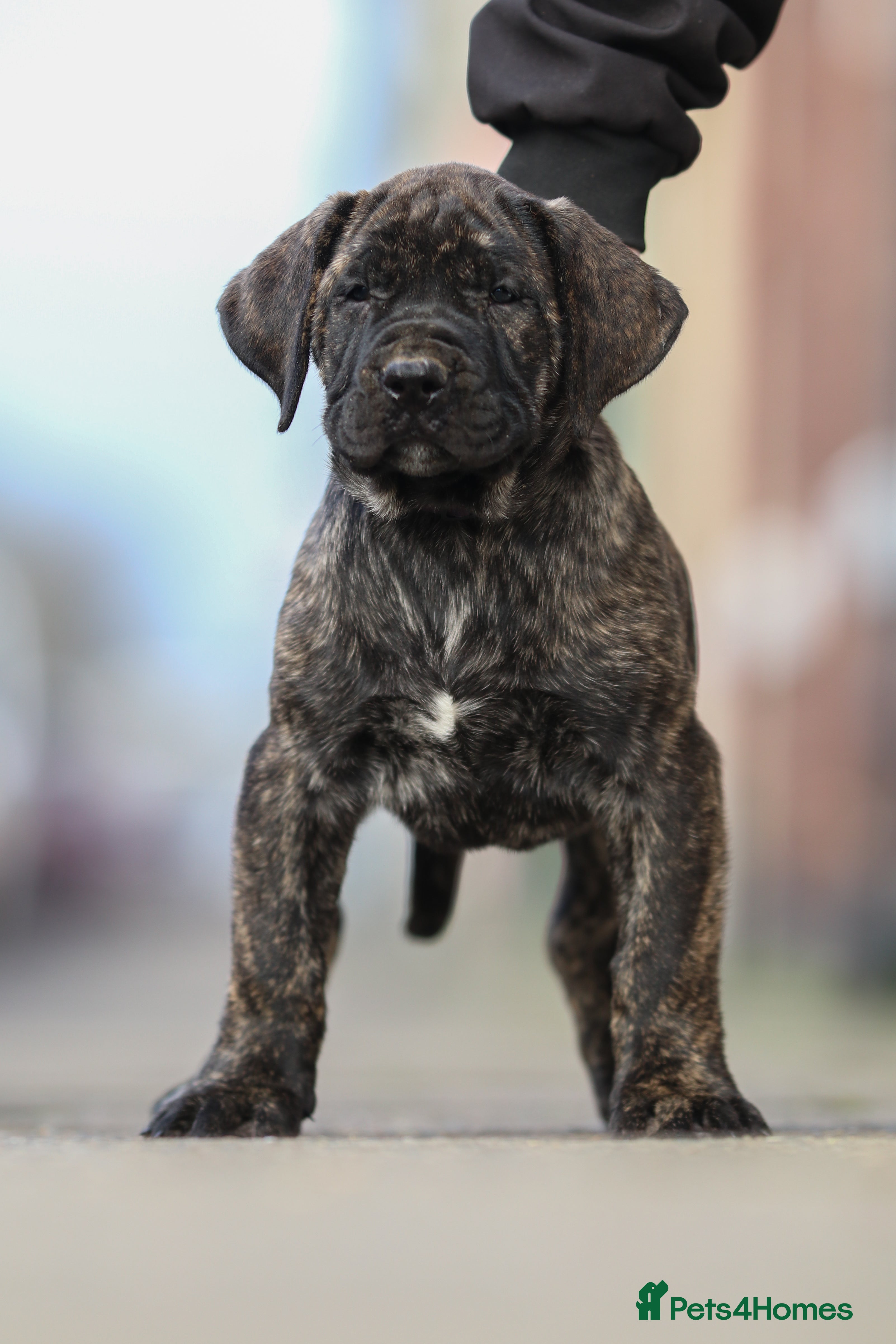 Presa Canario dogs Stunning FEMALE Presa Canario puppy - Advert 4