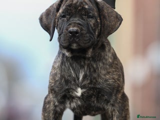 Presa Canario dogs Stunning FEMALE Presa Canario puppy - Advert 4