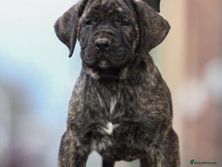 Presa Canario dogs Stunning FEMALE Presa Canario puppy - Advert 3
