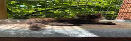 Maine Coon cats for sale: ⭐️Beautiful Maine Coon Kittens⭐️ - Advert 12