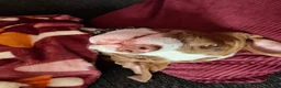 Mixed Breed dogs for sale: My beautiful clay  in Derby - Advert 3