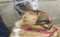Mixed Breed dogs for adoption: 💖🐶 LARA 🐶💖 - Image 9