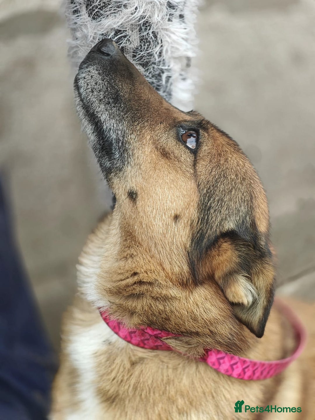 Mixed Breed dogs for adoption: 💖🐶 LARA 🐶💖 - Image 9