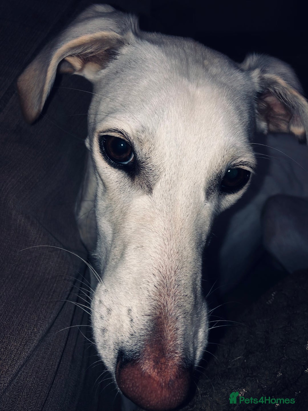 Greyhound dogs for sale: Greyhounds two years old  - Advert 3