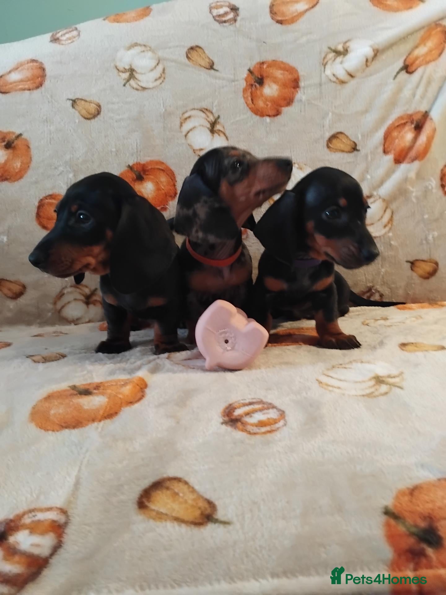 Miniature Dachshund dogs for sale: Miniat Dachshund puppy READY TO LEAVE  - Advert 11