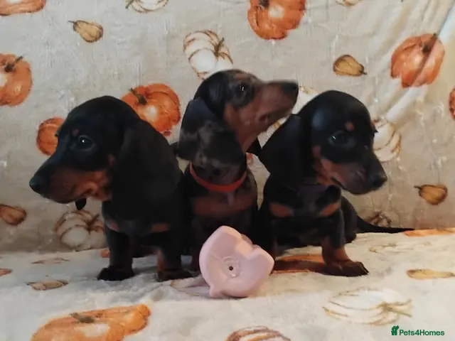 Miniature Dachshund dogs for sale: Miniat Dachshund puppy READY TO LEAVE - Advert 11