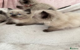 Ragdoll cats for sale: Seal point ragdoll kittens 3 boys and 2 girls  - Image 3