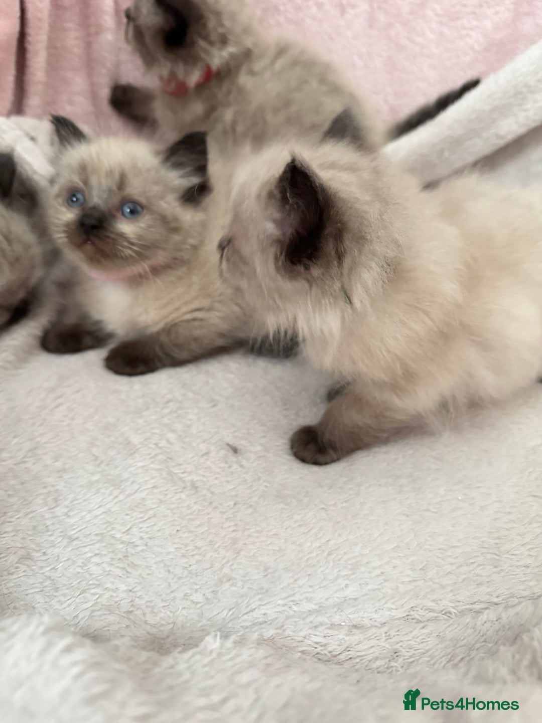 Ragdoll cats for sale: Seal point ragdoll kittens 3 boys and 2 girls  - Image 3
