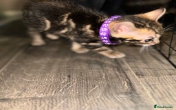 Bengal cats for sale: Snow Lynx, Marble & Brown Rosette Bengals - Image 13