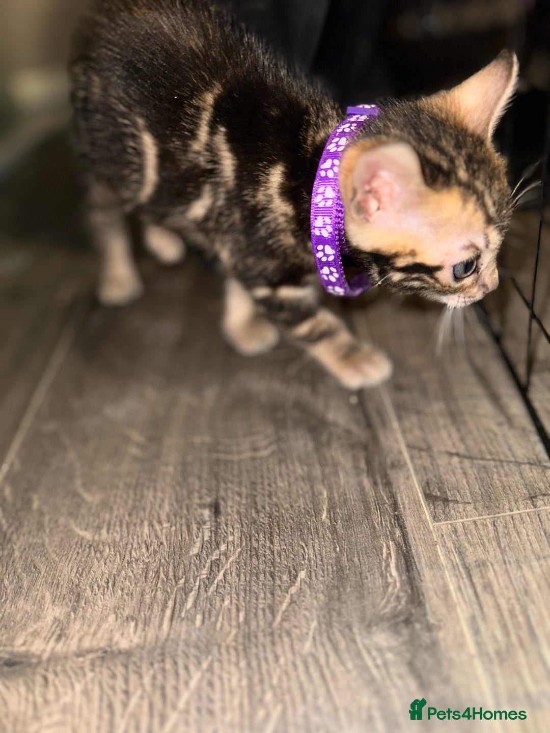 Bengal cats for sale: Snow Lynx, Marble & Brown Rosette Bengals - Image 13