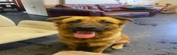 Mixed Breed dogs for sale: Bull Mastiff cross German Shepard Boy - Advert 7