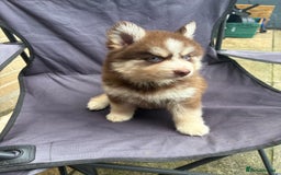Pomsky dogs for sale: Champion bloodline f4 pomskys - Image 17