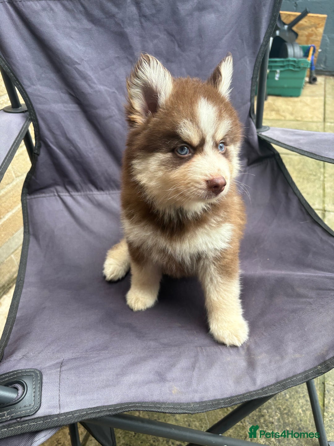 Pomsky dogs for sale: Champion bloodline f4 pomskys - Image 17