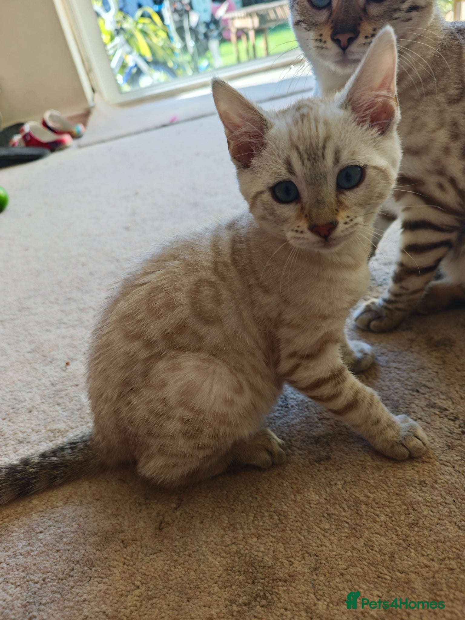 Bengal cats Pure beautiful female Bengal kitten  - Advert 1