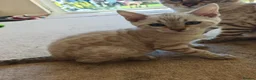Bengal cats for sale: Pure beautiful female Bengal kitten  in Cambridge - Advert 1