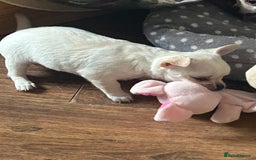 Chihuahua dogs for sale: Puppies chihuahuas 1 boy and 2 little princesses  - Image 24
