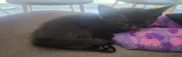 Mixed Breed cats for sale: 2 boys 2 girls no chips or vaccinations  in Tamworth - Advert 5