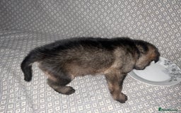 German Shepherd dogs for sale: Czech German Shepherd KC Registered puppies - Image 12