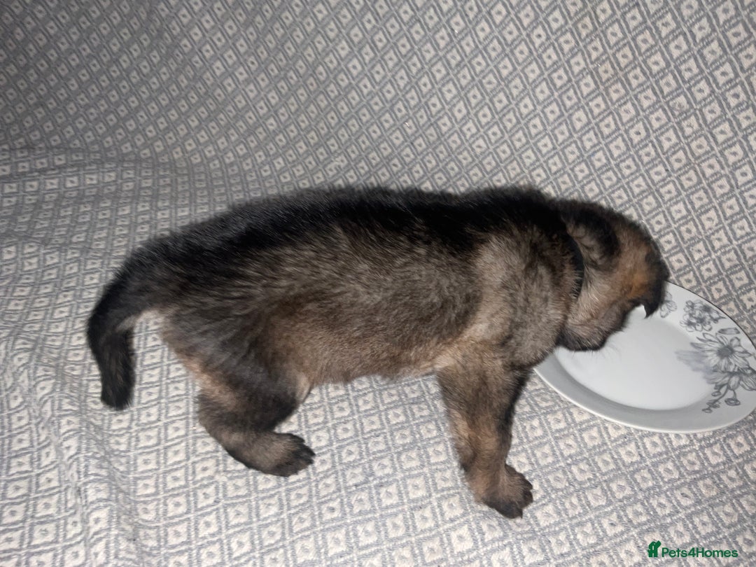 German Shepherd dogs for sale: Czech German Shepherd KC Registered puppies - Image 12
