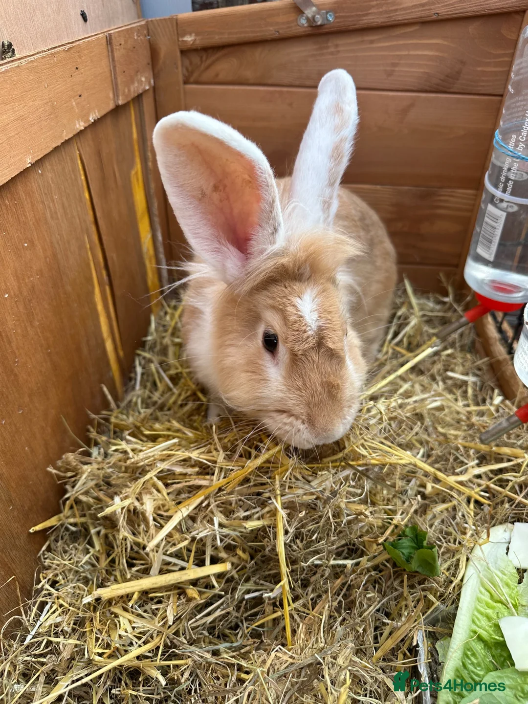 Lionhead rabbits for sale: Lion-head Rabbit - Male in Scunthorpe - Advert 2