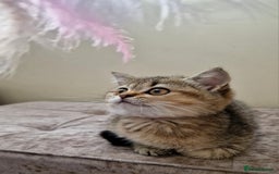 British Shorthair cats for sale:  Super friendly /lap Bsh kittens 2left😍 - Image 21