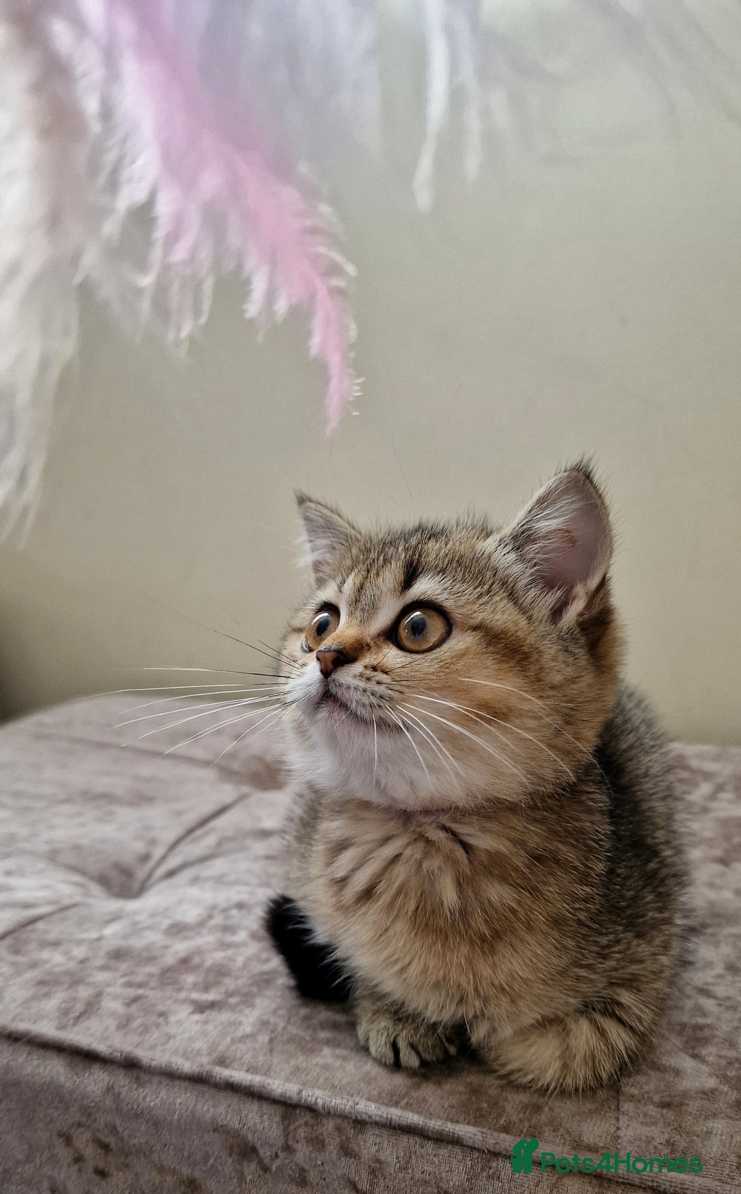 British Shorthair cats for sale:  Super friendly /lap Bsh kittens 2left😍 - Image 21
