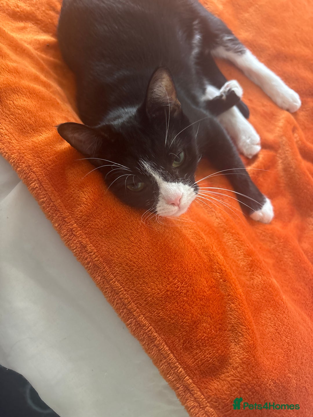Domestic Shorthair cats for sale: 2 female house cats for sale - Image 6