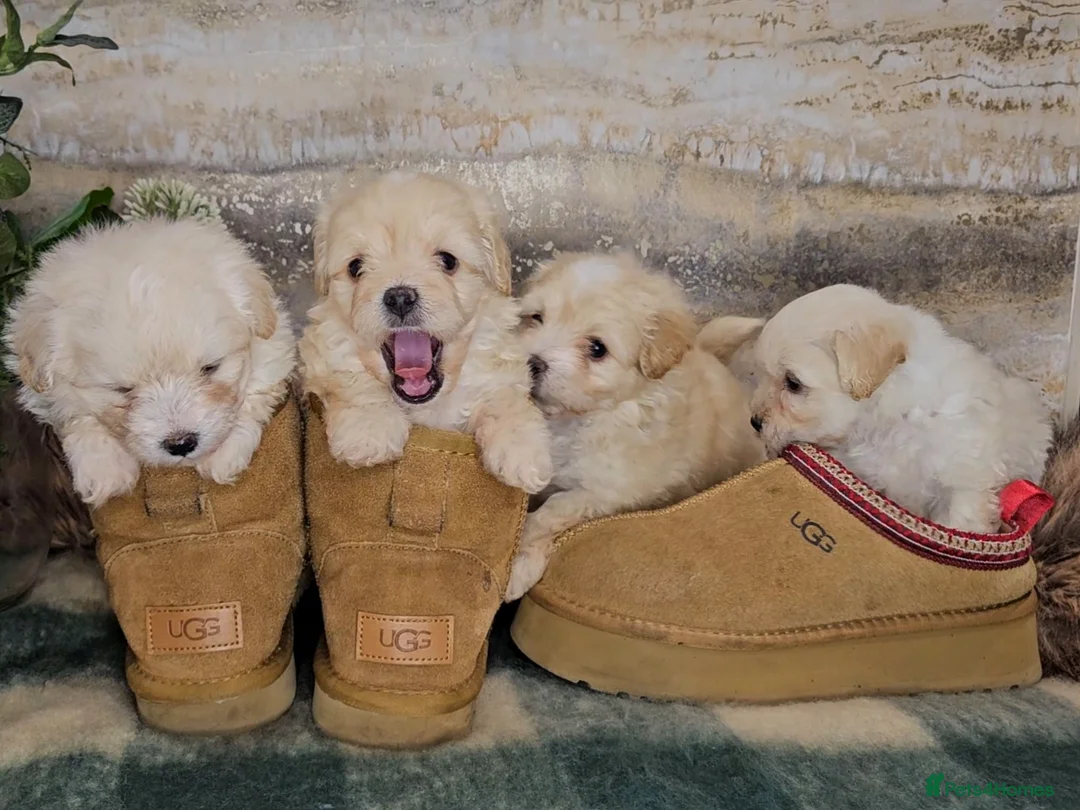 Maltipoo dogs for sale: Exceptional TINY toy🧸 Japanese X Asian Maltipoos - Advert 16