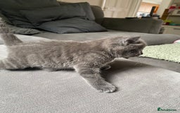 Mixed Breed cats for sale: Stunning kittens  - Image 5