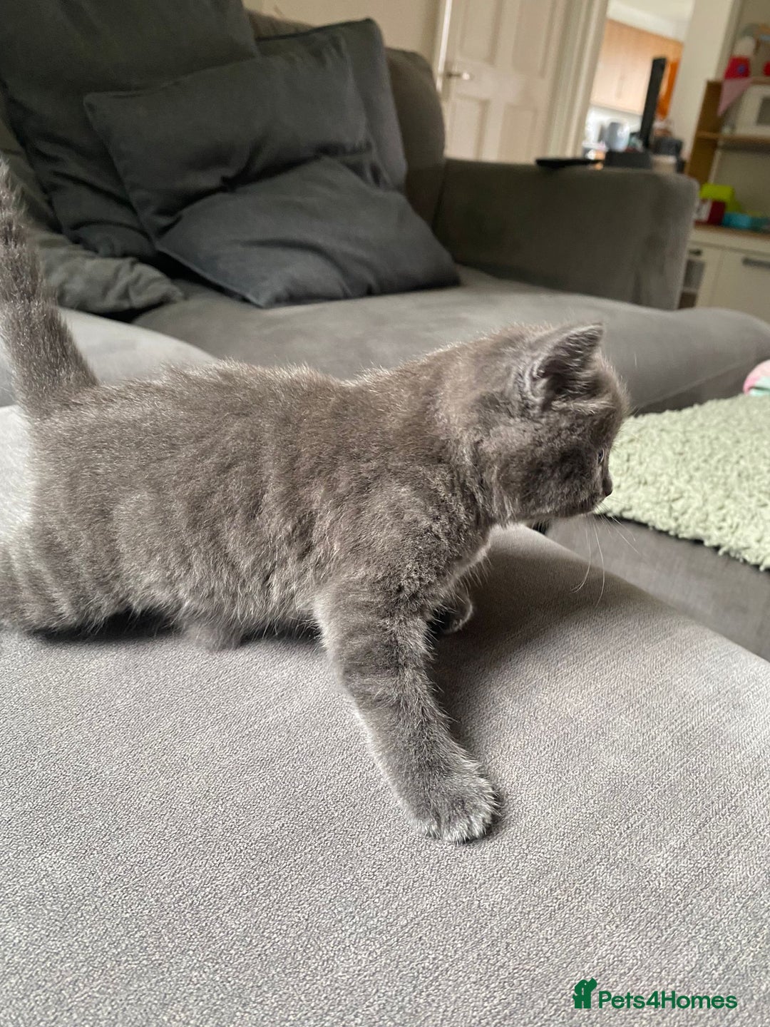 Mixed Breed cats for sale: Stunning kittens  - Image 5