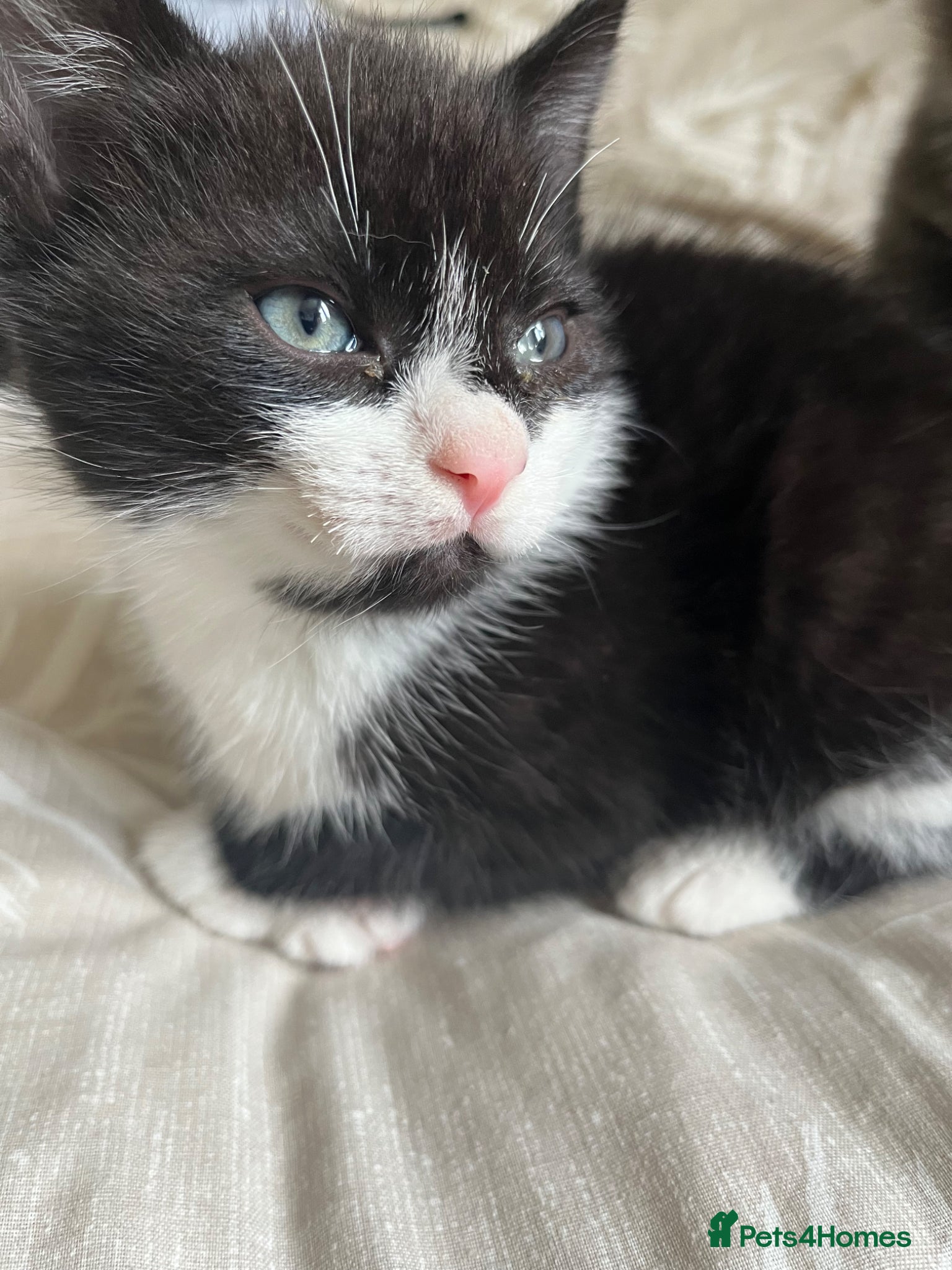 Mixed Breed cats Kitten available for his forever home - Advert 1