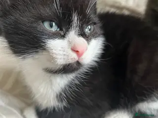 Mixed Breed cats Kitten available for his forever home - Advert 1