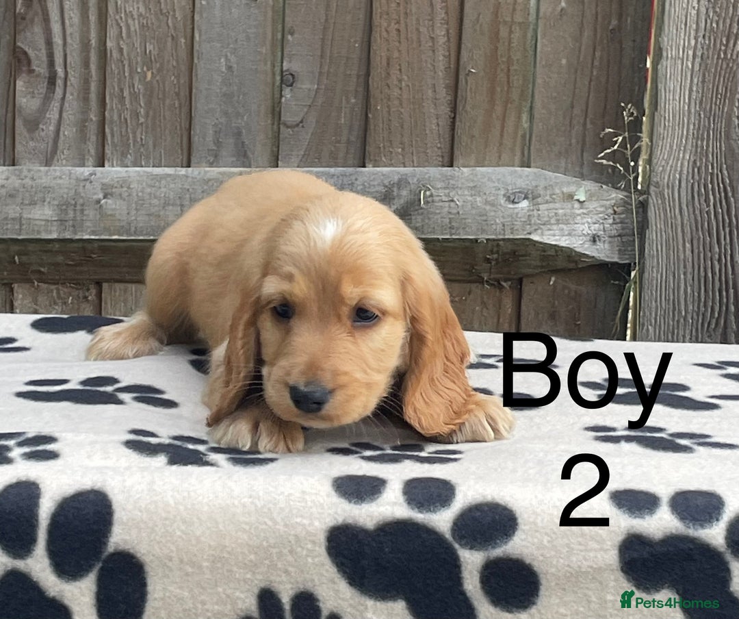 Cocker Spaniel dogs for sale: Cocker spaniel puppies  - Image 4