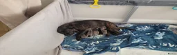 Mixed Breed dogs for sale: Staffie cross mastiff - Advert 4