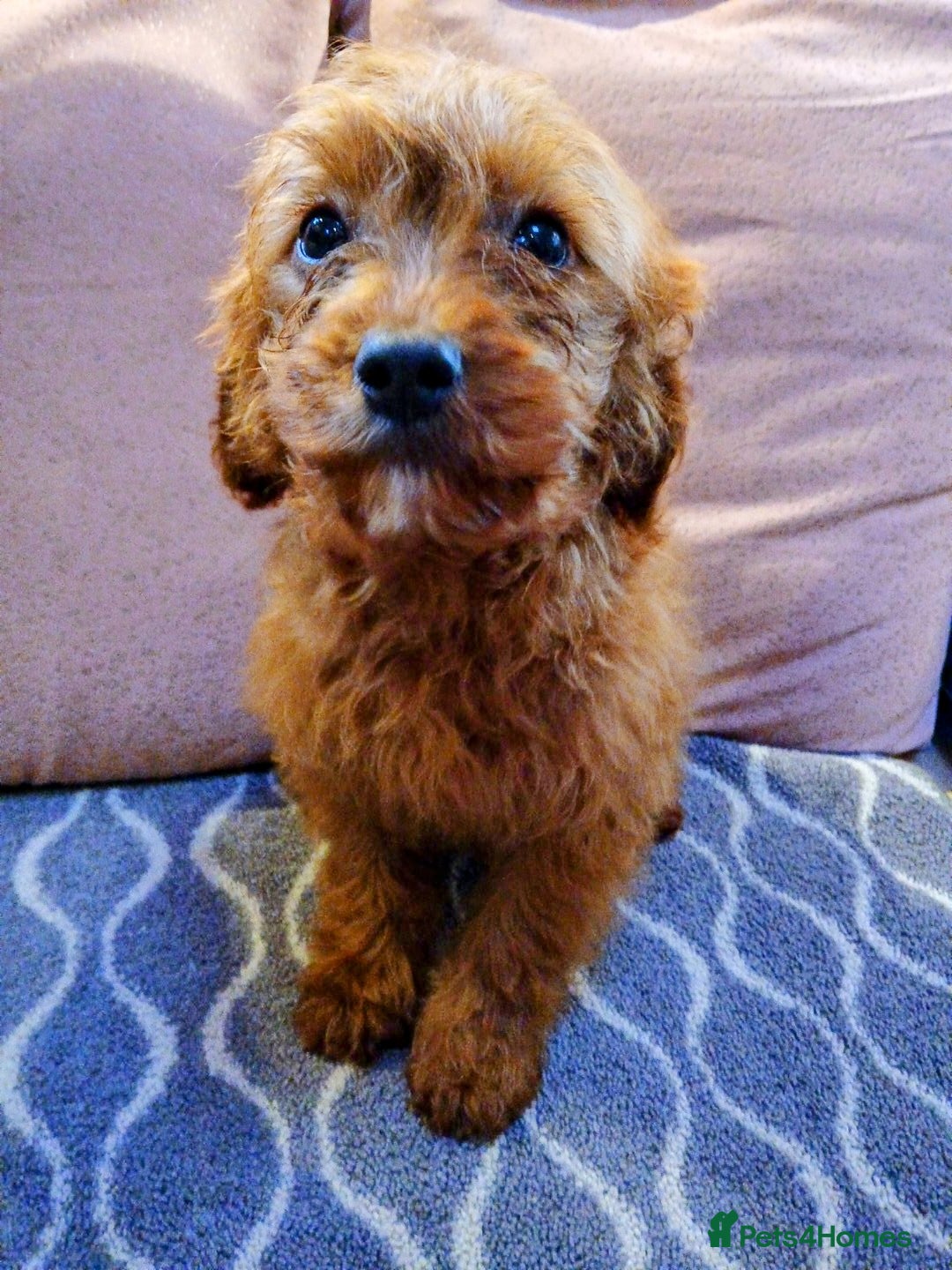 Cavapoo dogs Ruby Red cavapoo pups - Advert 3