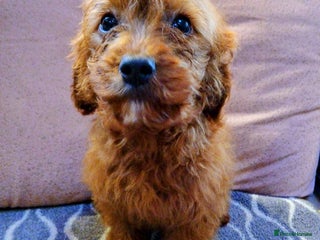 Cavapoo dogs Ruby Red cavapoo pups - Advert 7