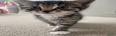 Boy 2