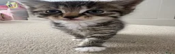 Mixed Breed cats for sale: Beautiful, friendly tabby kittens  - Advert 4