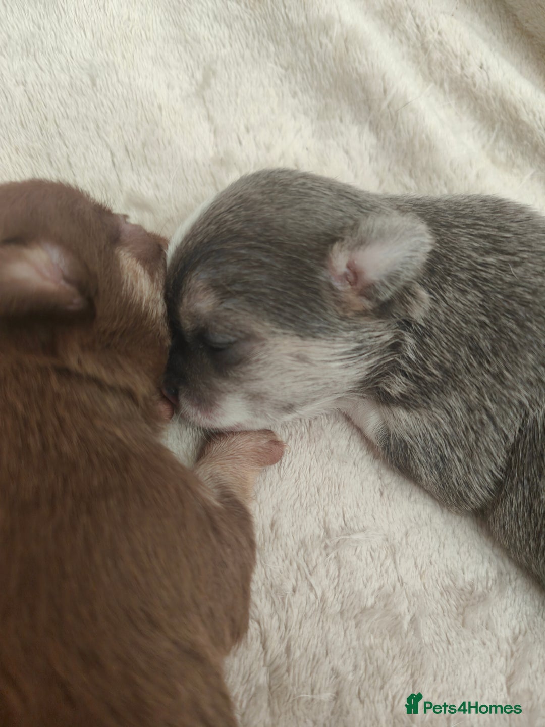 Chihuahua dogs for sale: 🪻 Beautiful Chihuahua Puppies 🪻 - Advert 6